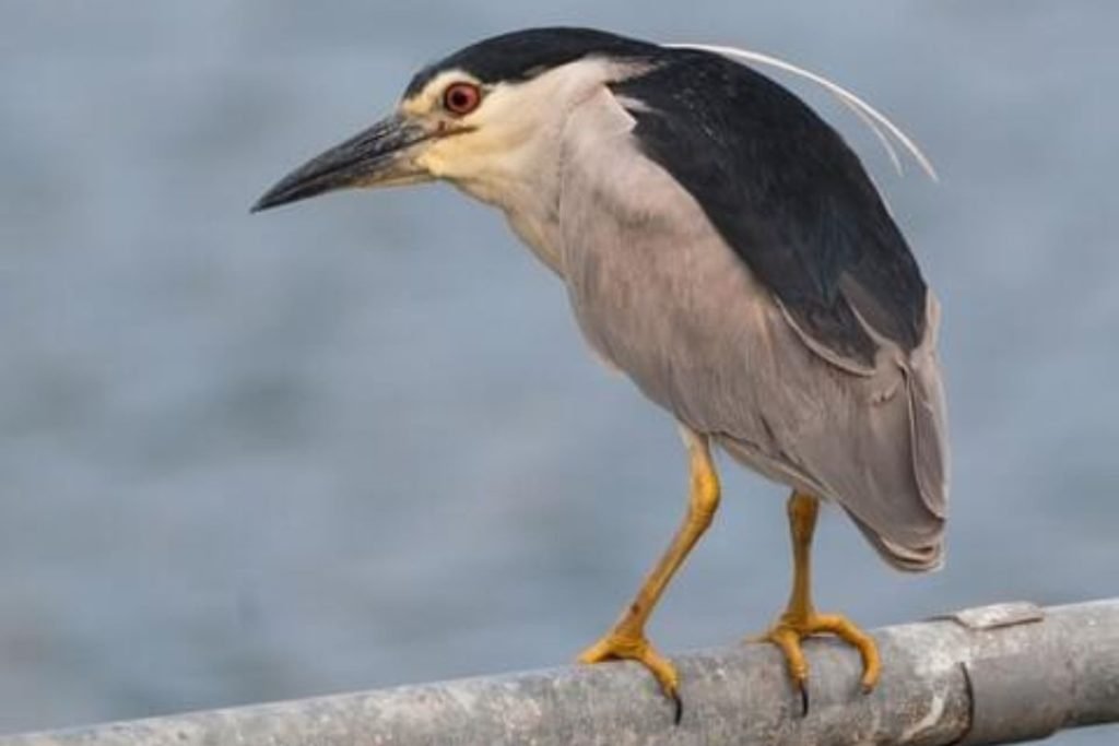 Black-crowned Night Heron