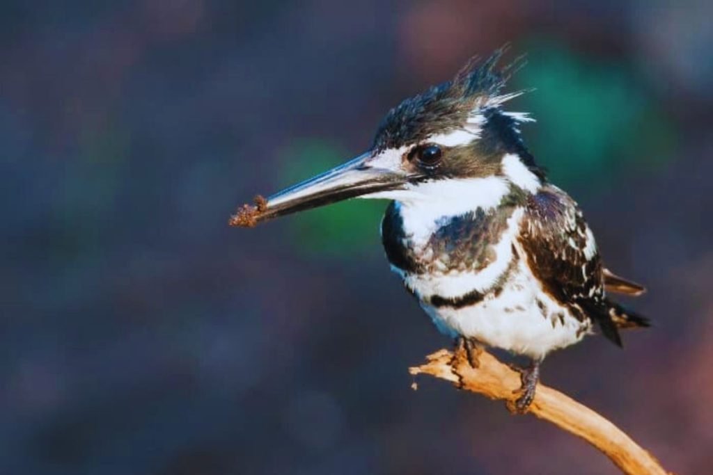 Pied Kingfisher