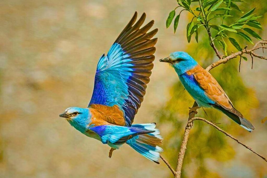 European Roller