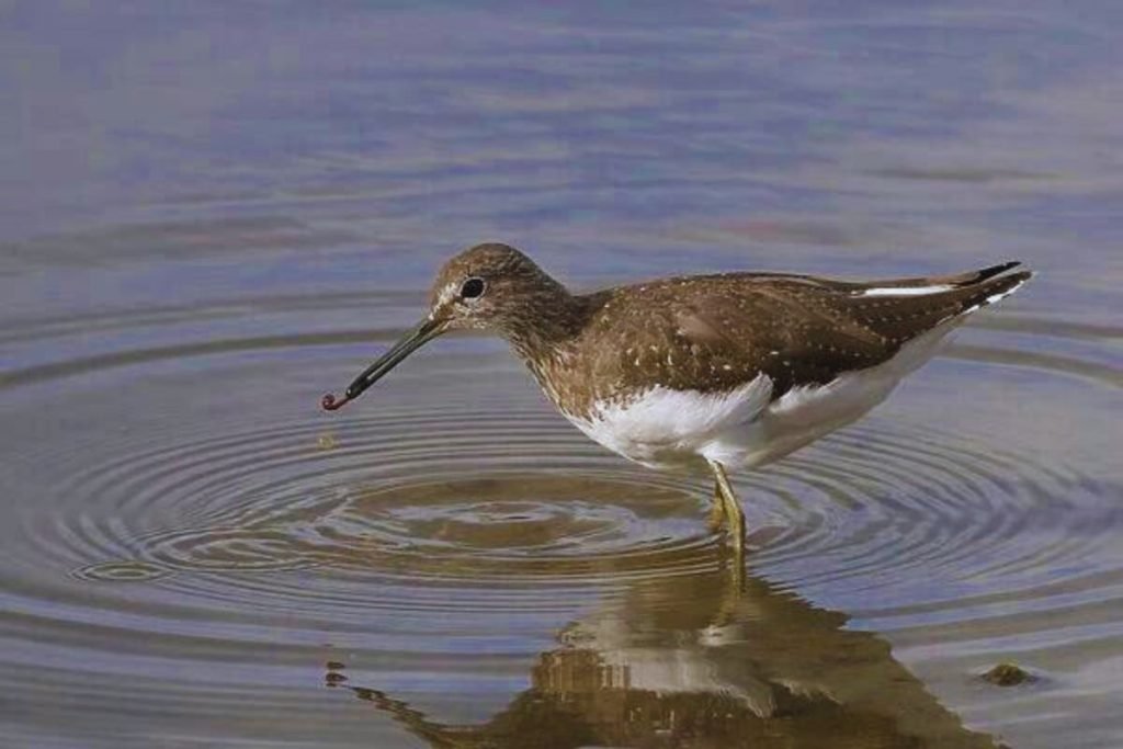 Green Sandpiper in  Rajaji National Park