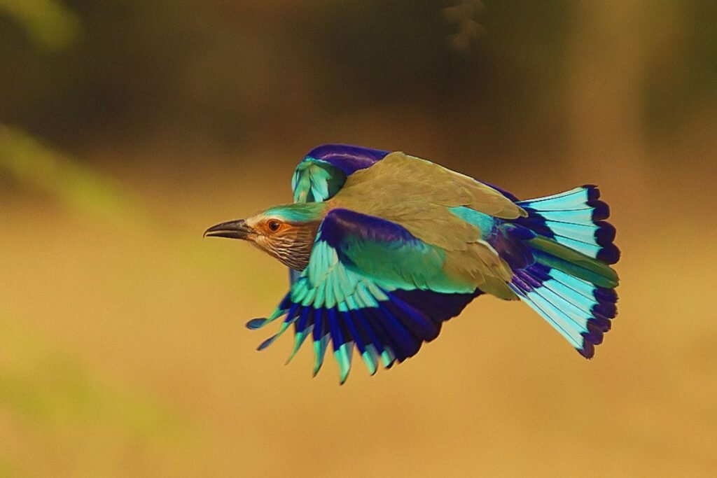 Indian Roller in Rajaji National Park