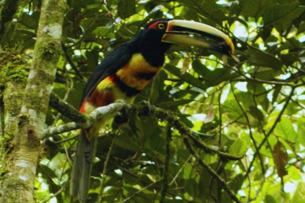 Barbets and Toucans