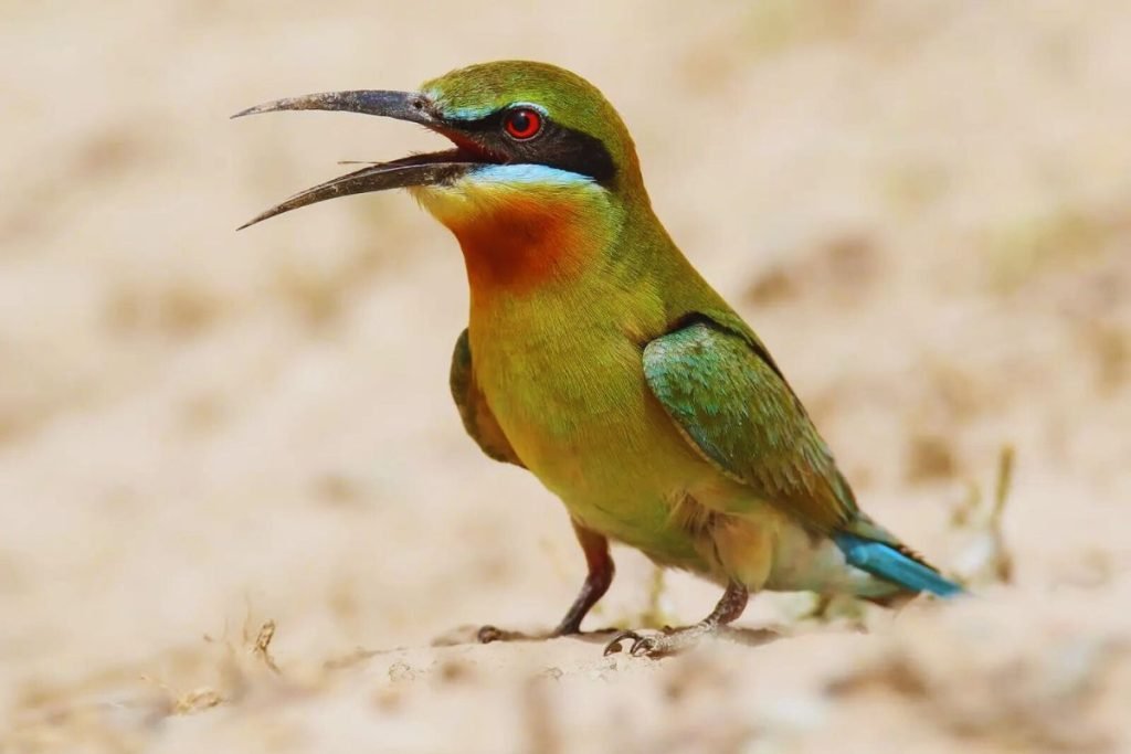 Blue-tailed Bee-eaters