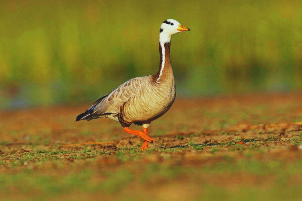 Bar-headed Goose