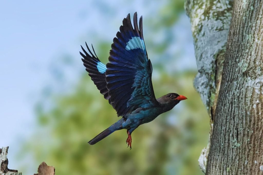 Oriental Dollarbird in Rajaji National Park