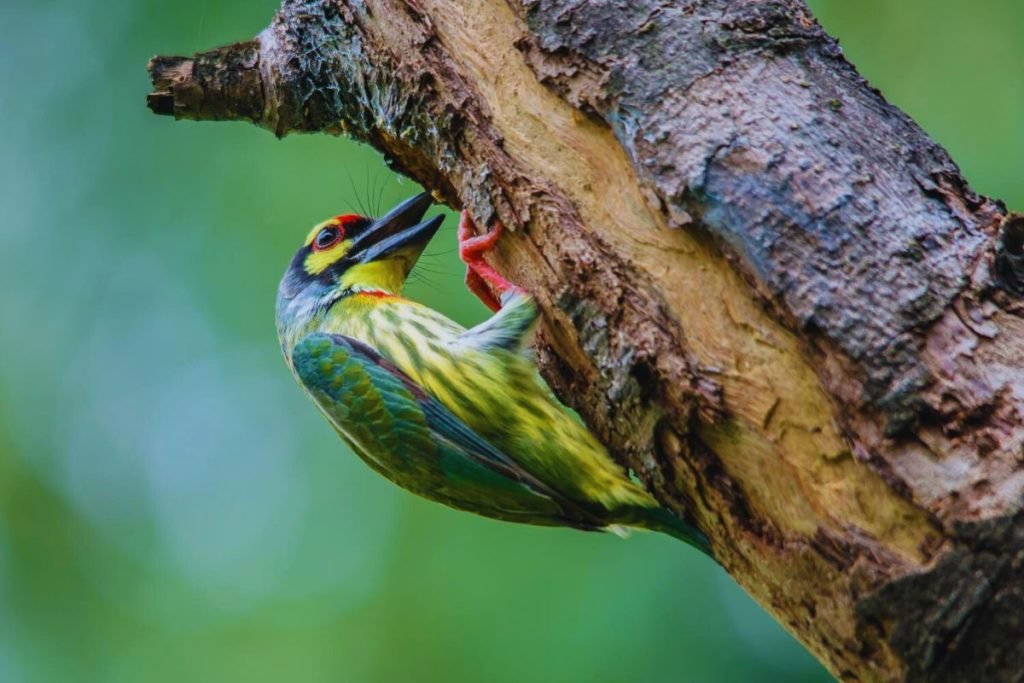 Coppersmith Barbet in Rajaji National Park