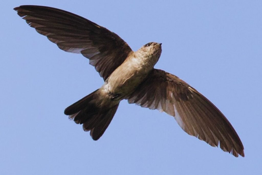 Himalayan Swiftlet