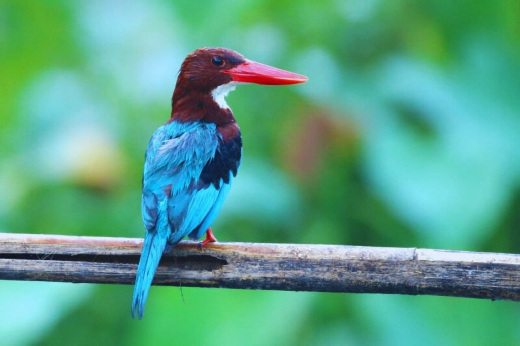 White-throated Kingfisher