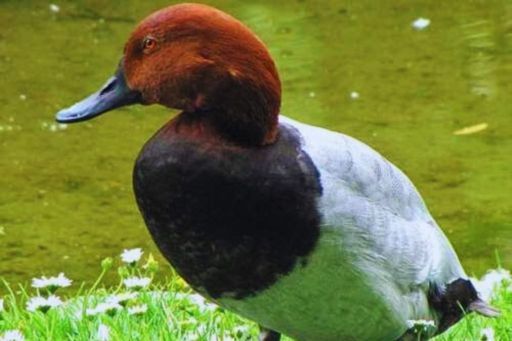 Common Pochard in Rajaji National Park