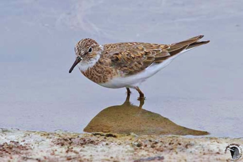 Temminck's Stint in Rajaji National Park