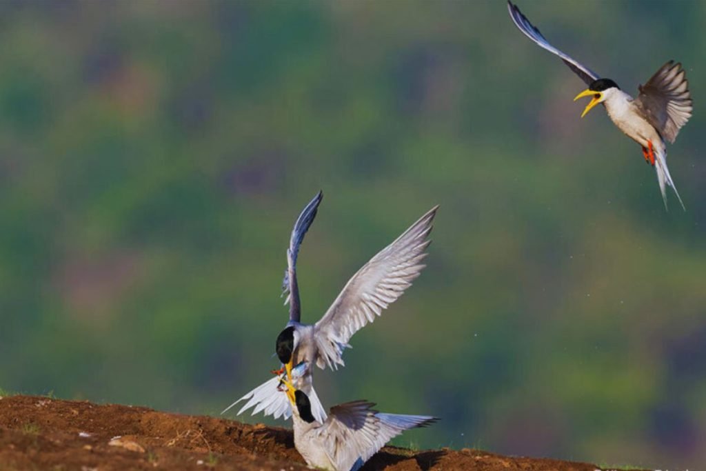 River Tern