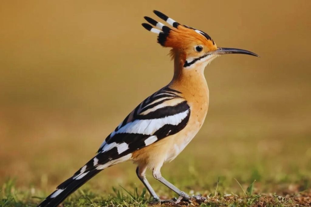 Hoopoes in Rajaji