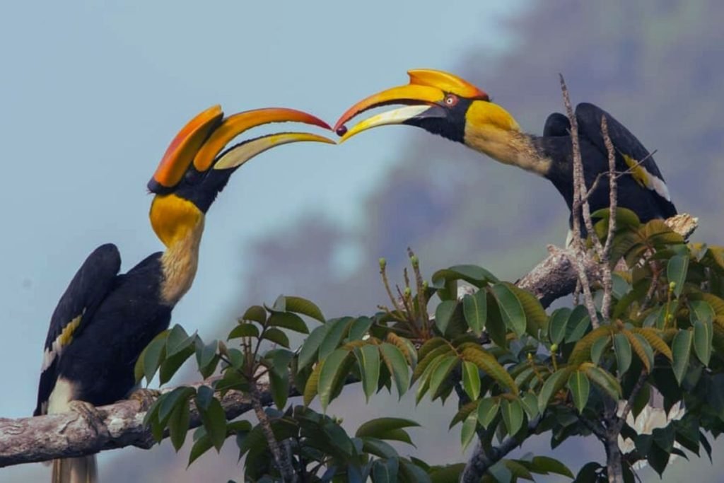 Great Hornbill