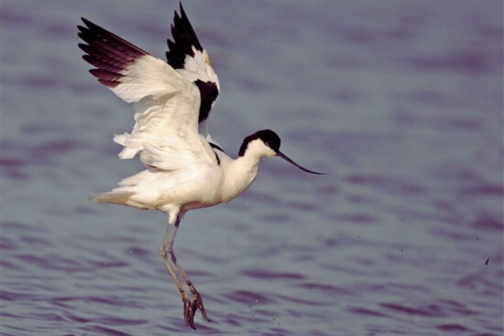 Pied Avocets
