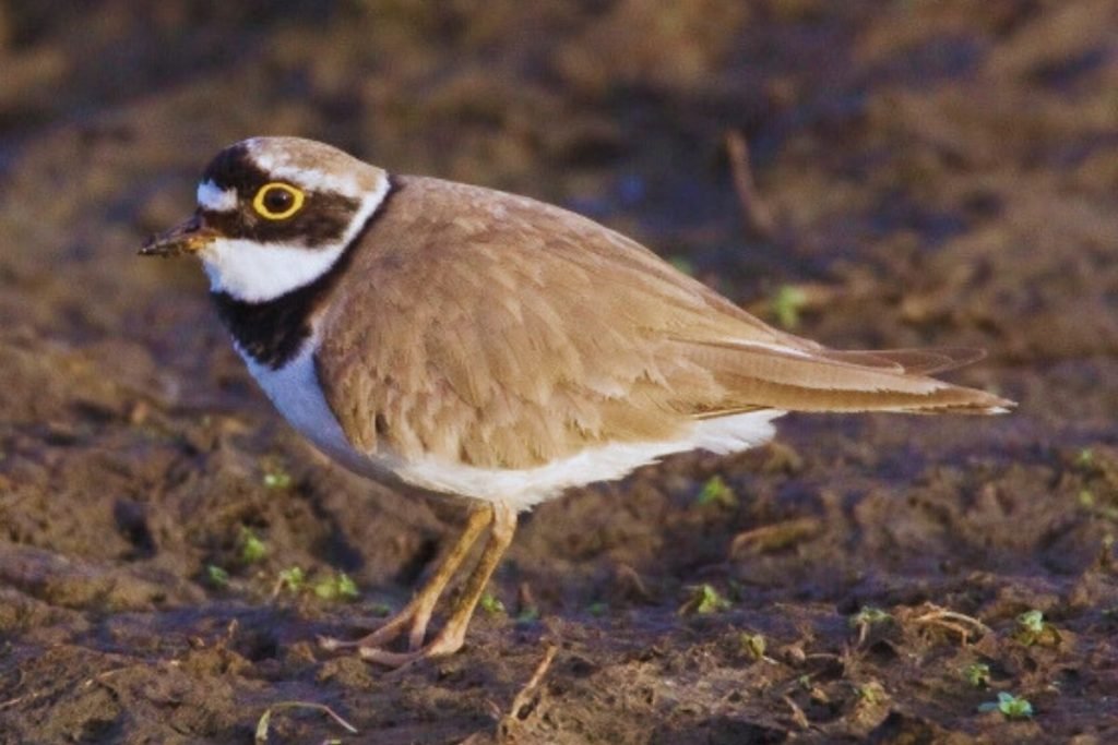 Little Ringed Plover