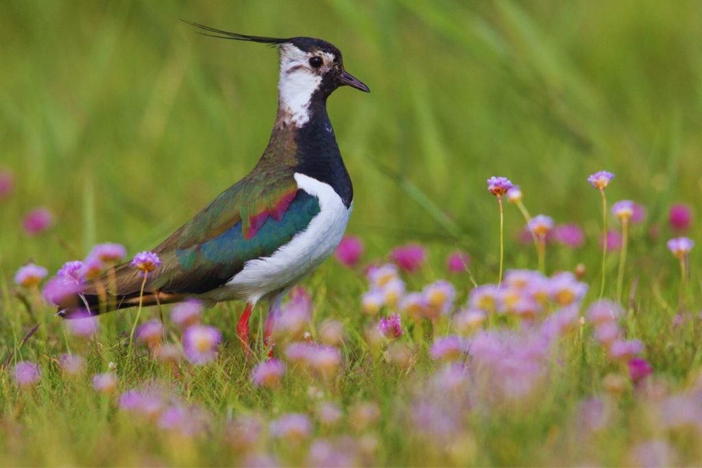 Northern Lapwing