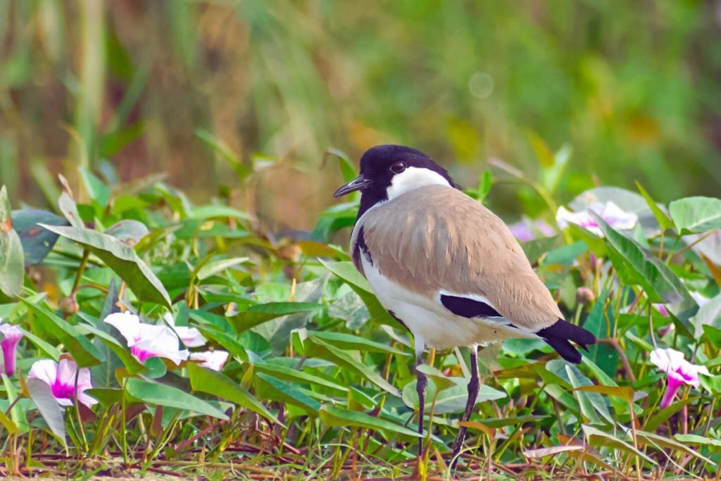 River Lapwing