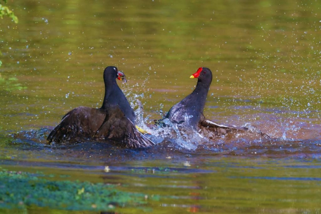 Eurasian Moorhen
