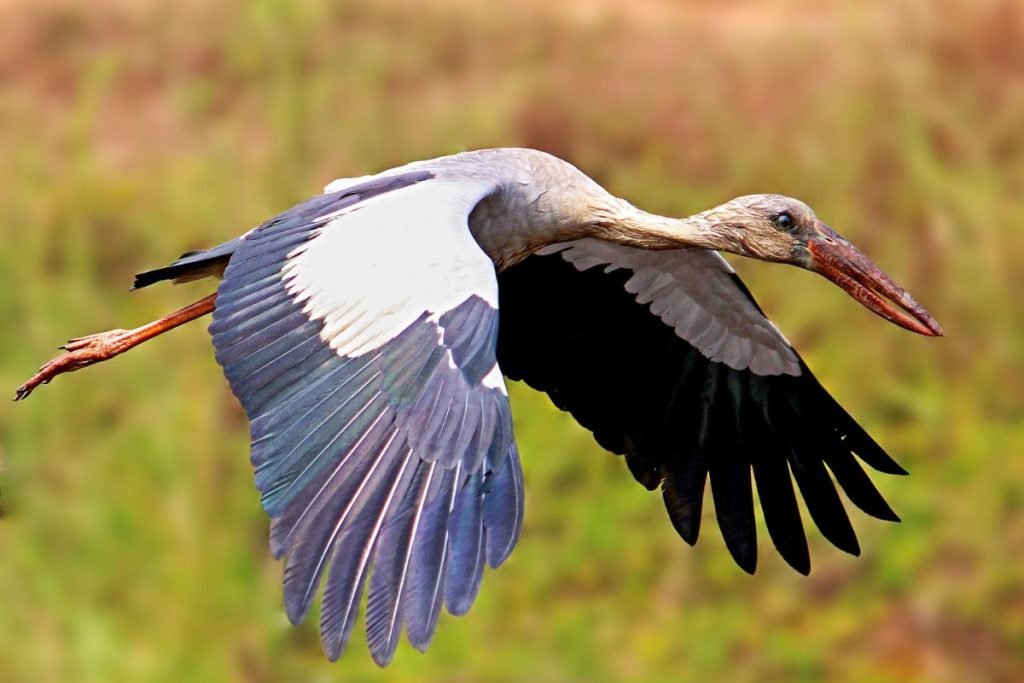 Asian Openbill Storks in Rajaji National Park