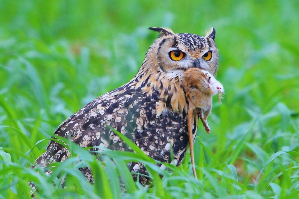 Owls in Rajaji National Park