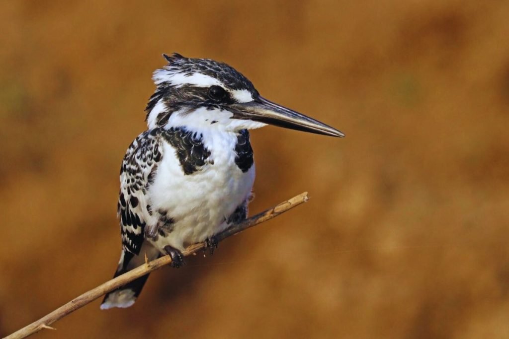Kingfishers in Rajaji National Park