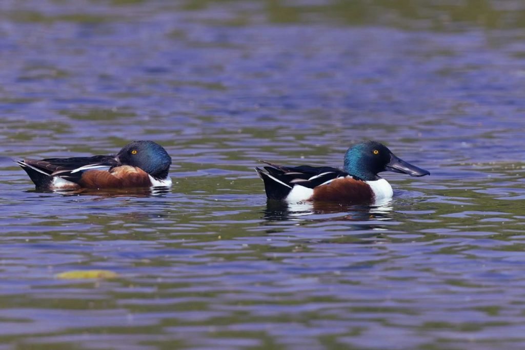 Northern Shoveler