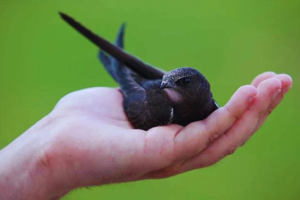 Swifts