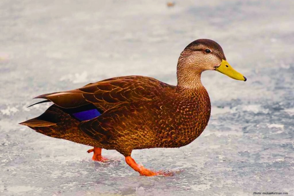 Waterfowl of Rajaji National Park