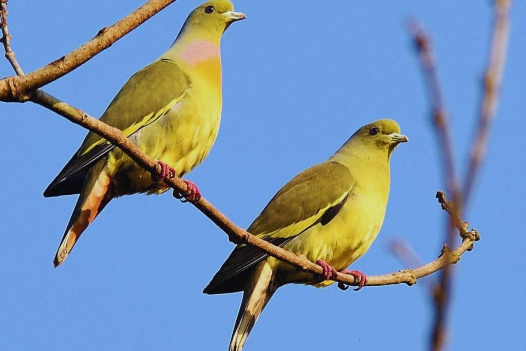 Orange-breasted Green-Pigeon