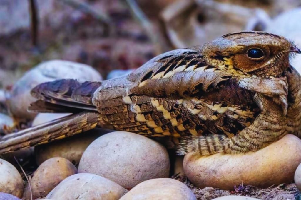 Indian Nightjar in Rajaji National Park