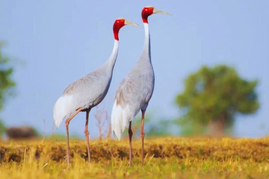 Cranes in Rajaji National Park