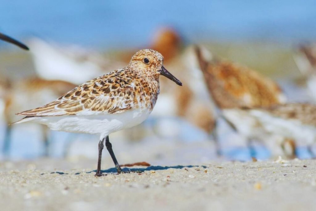 Shorebirds in Rajaji National Park