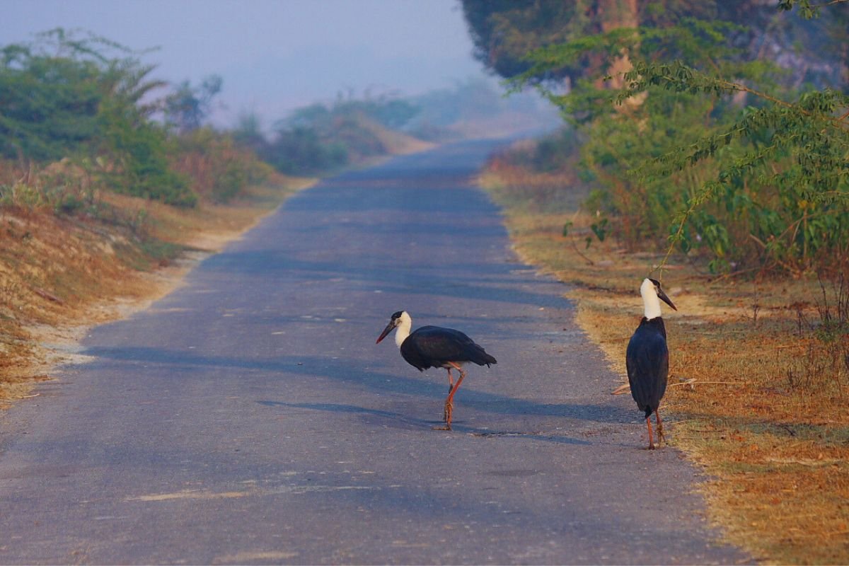 Storks