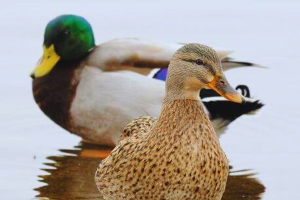 Mallard in Rajaji National Park