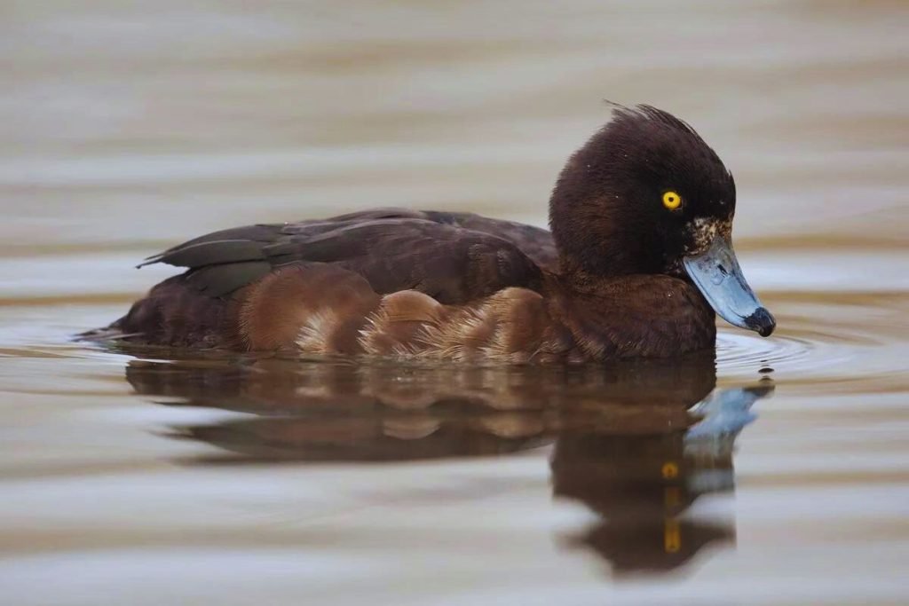 Tufted Duck in Rajaji National Park