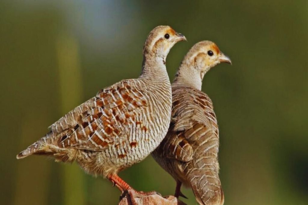 Grey Francolin in Rajaji National Park