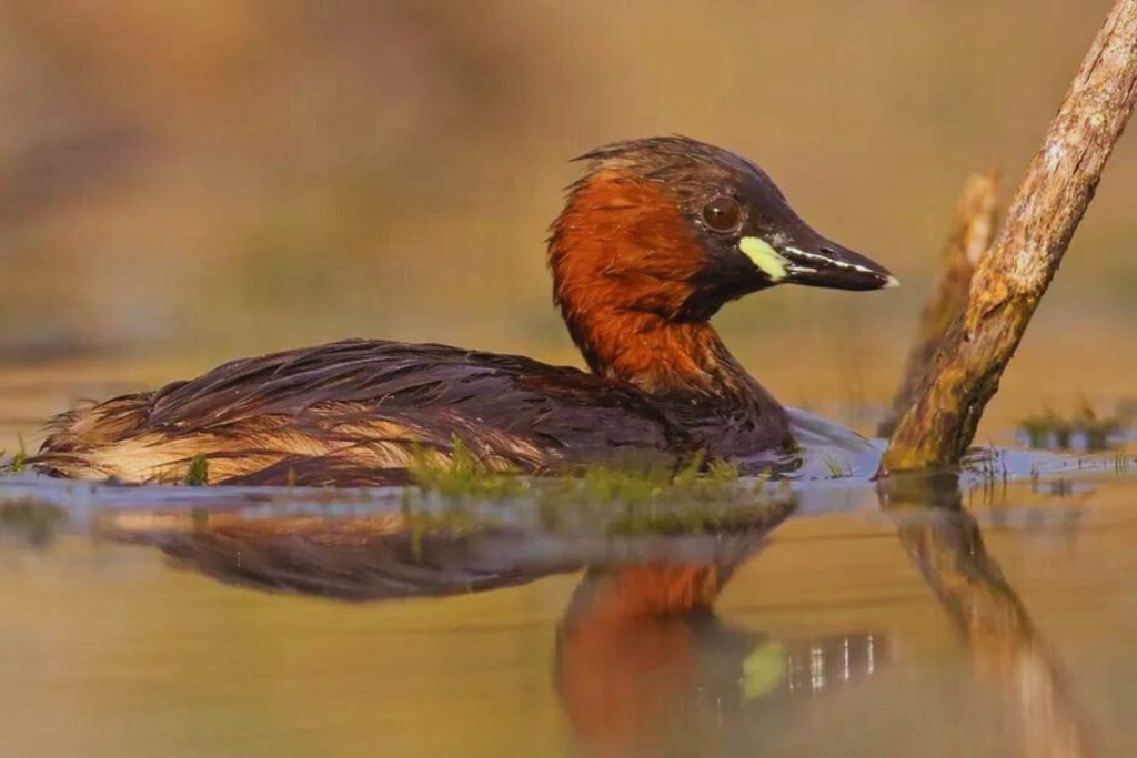 Little Grebe in Rajaji National Park