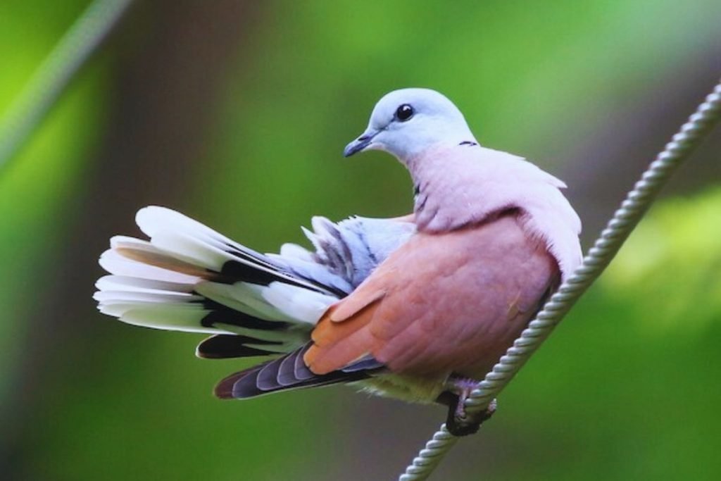 Red-Collared Dove in Rajaji National Park