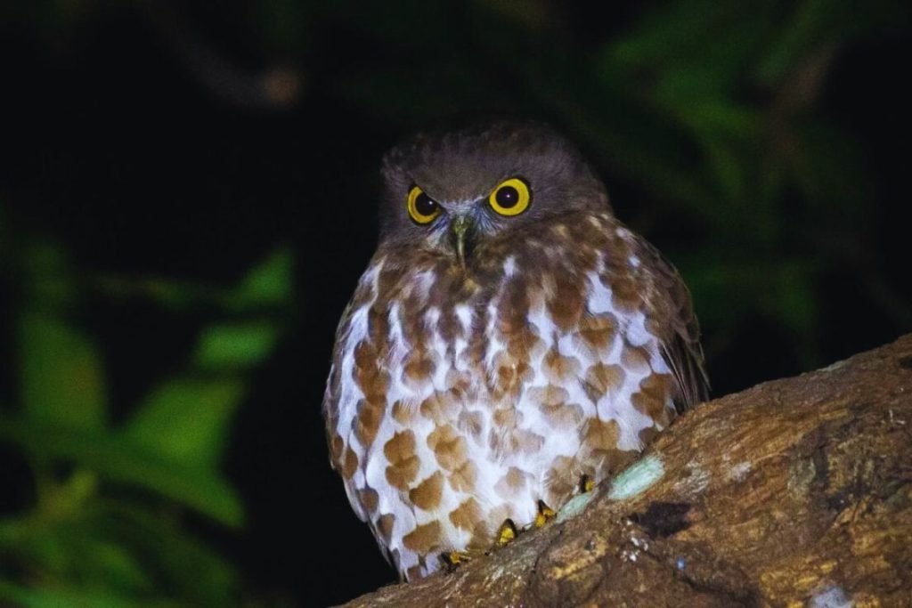 Brown Hawk-Owl in Rajaji National Park