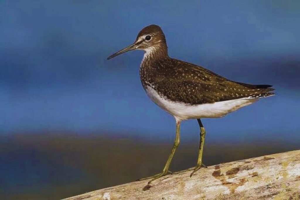 Green Sandpiper in  Rajaji National Park