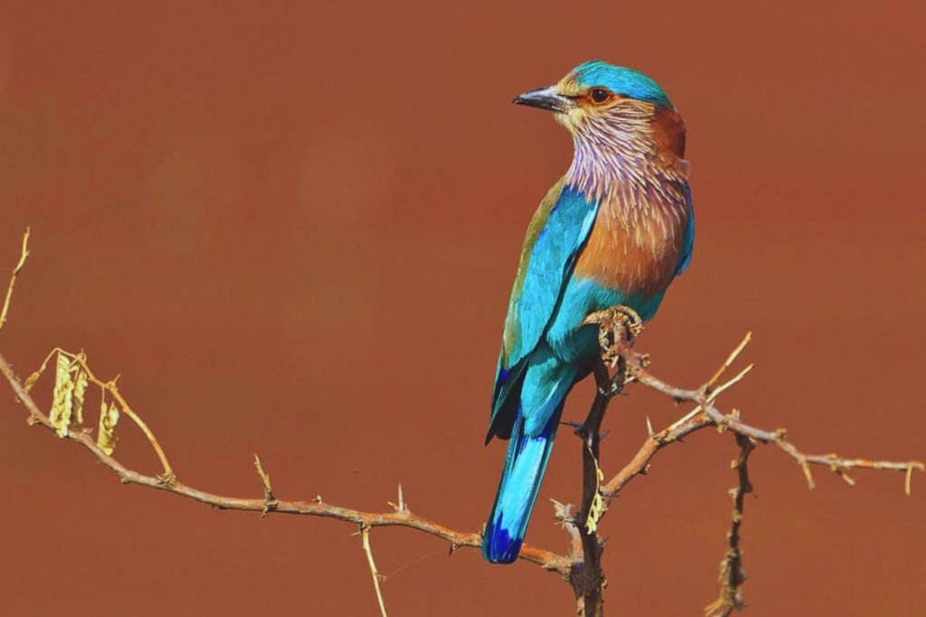 Indian Roller in Rajaji National Park
