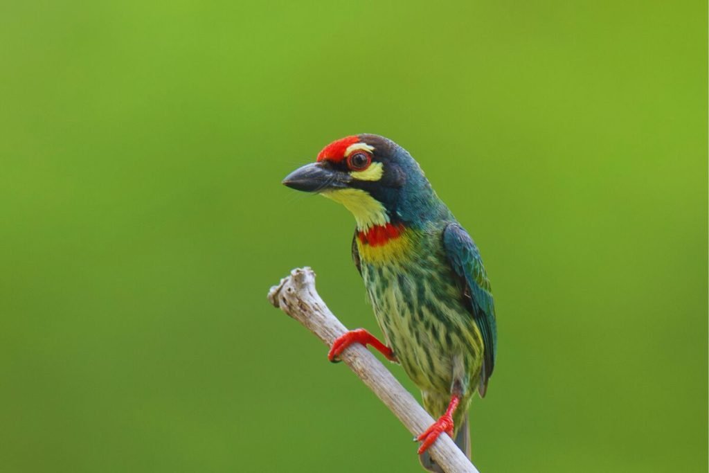 Coppersmith Barbet in Rajaji National Park