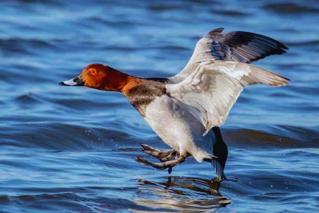 Common Pochard in Rajaji National Park