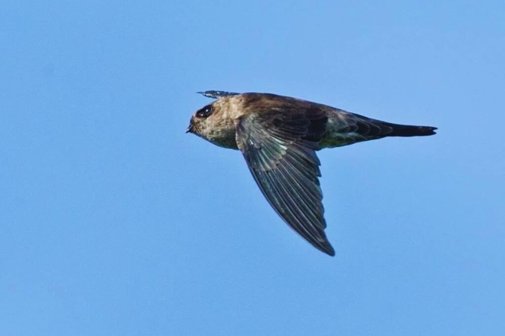 Himalayan Swiftlet