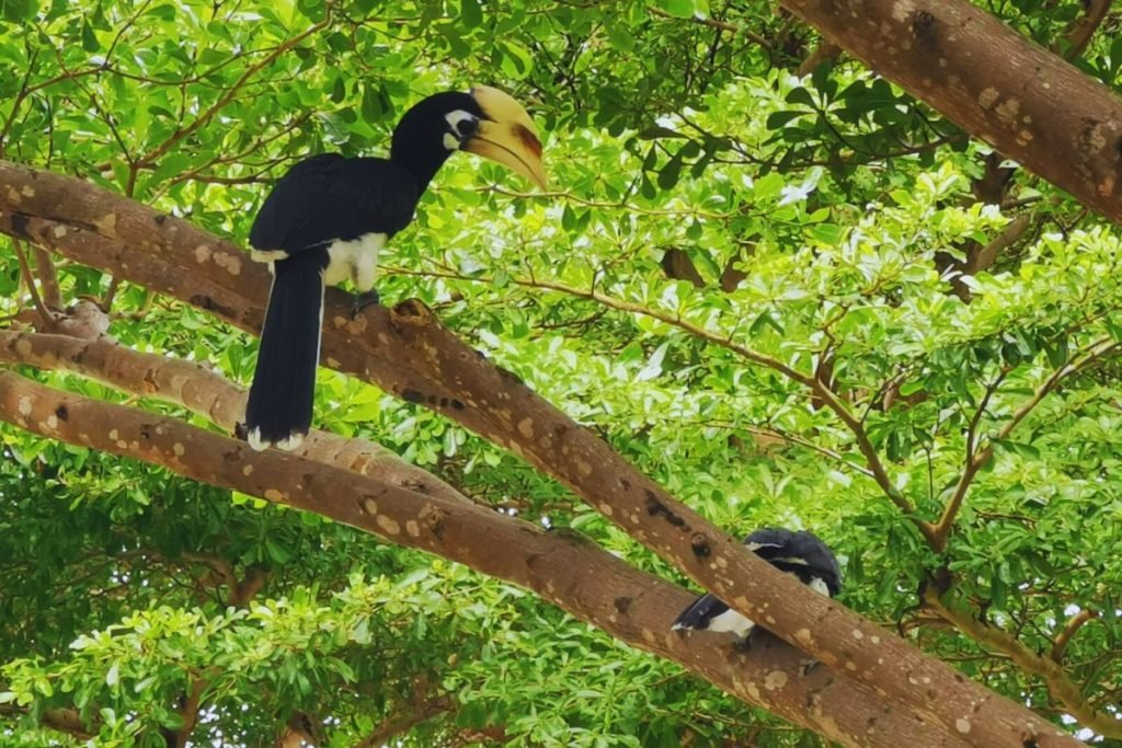 Oriental Pied-Hornbill 