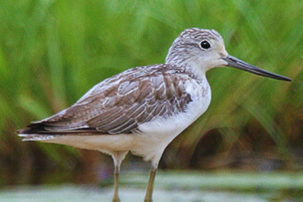 Common Greenshank in Rajaji National Park