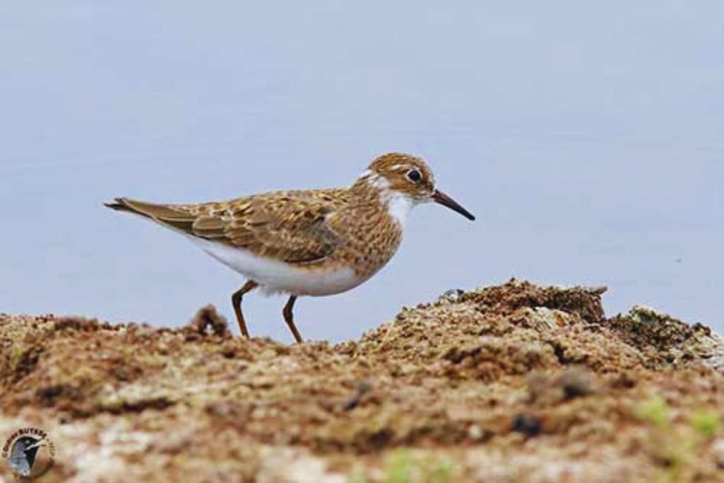 Temminck's Stint in Rajaji National Park