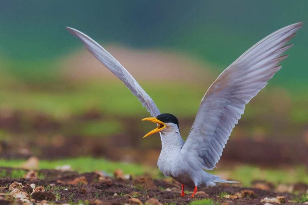River Tern