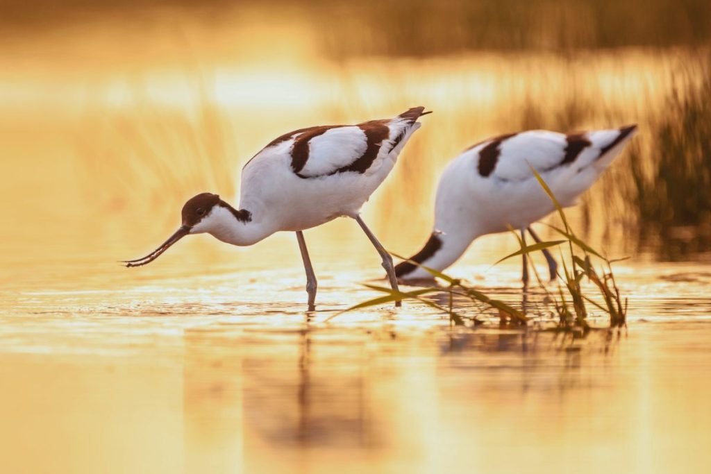 Pied Avocets in Rajaji