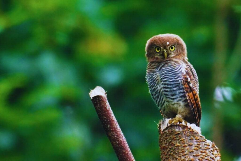 Owls in Rajaji National Park